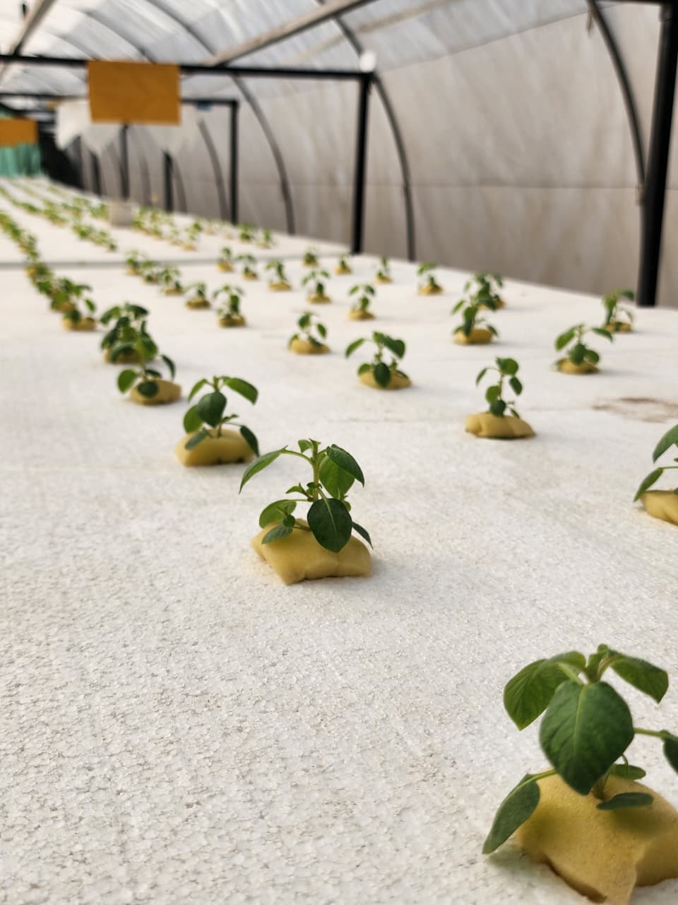 Aeroponic seed potato plantlets