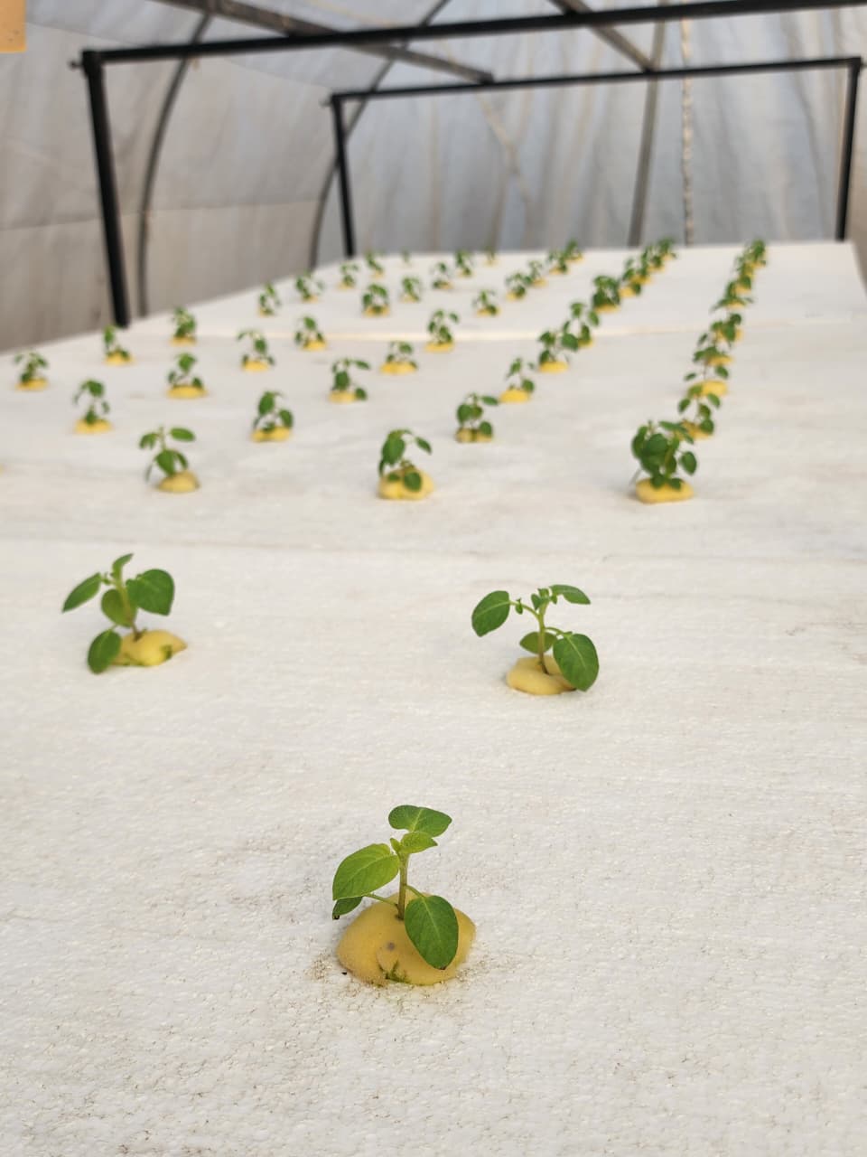 Aeroponic seed potato plantlets