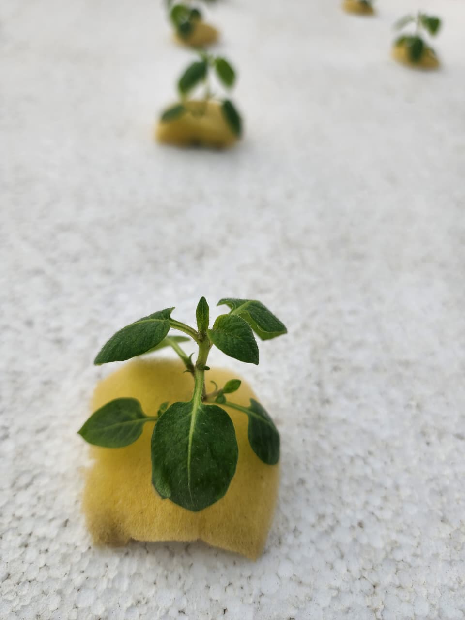 Aeroponic seed potato plantlets