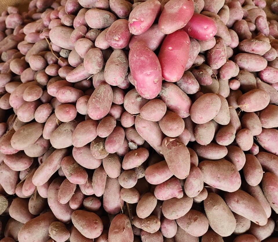 Seed Potato Production