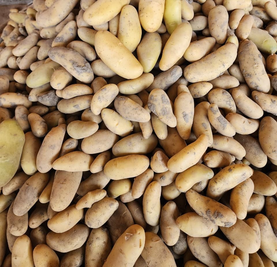 Seed Potato