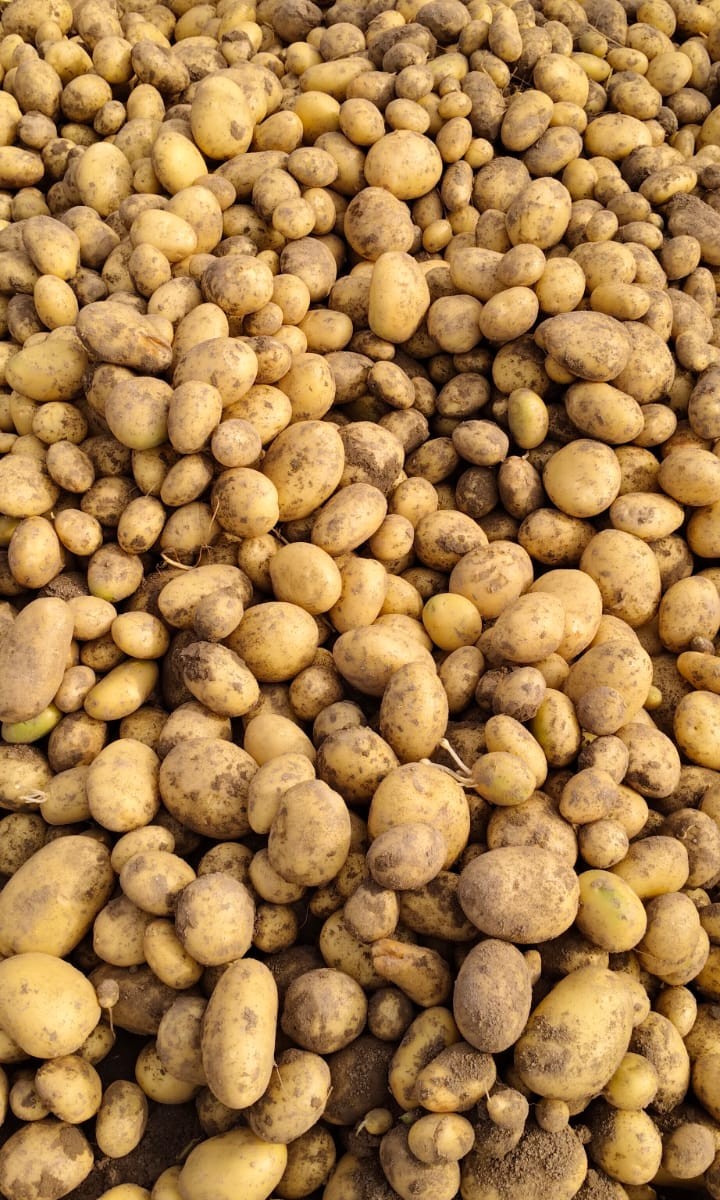 Variety Code 24018
