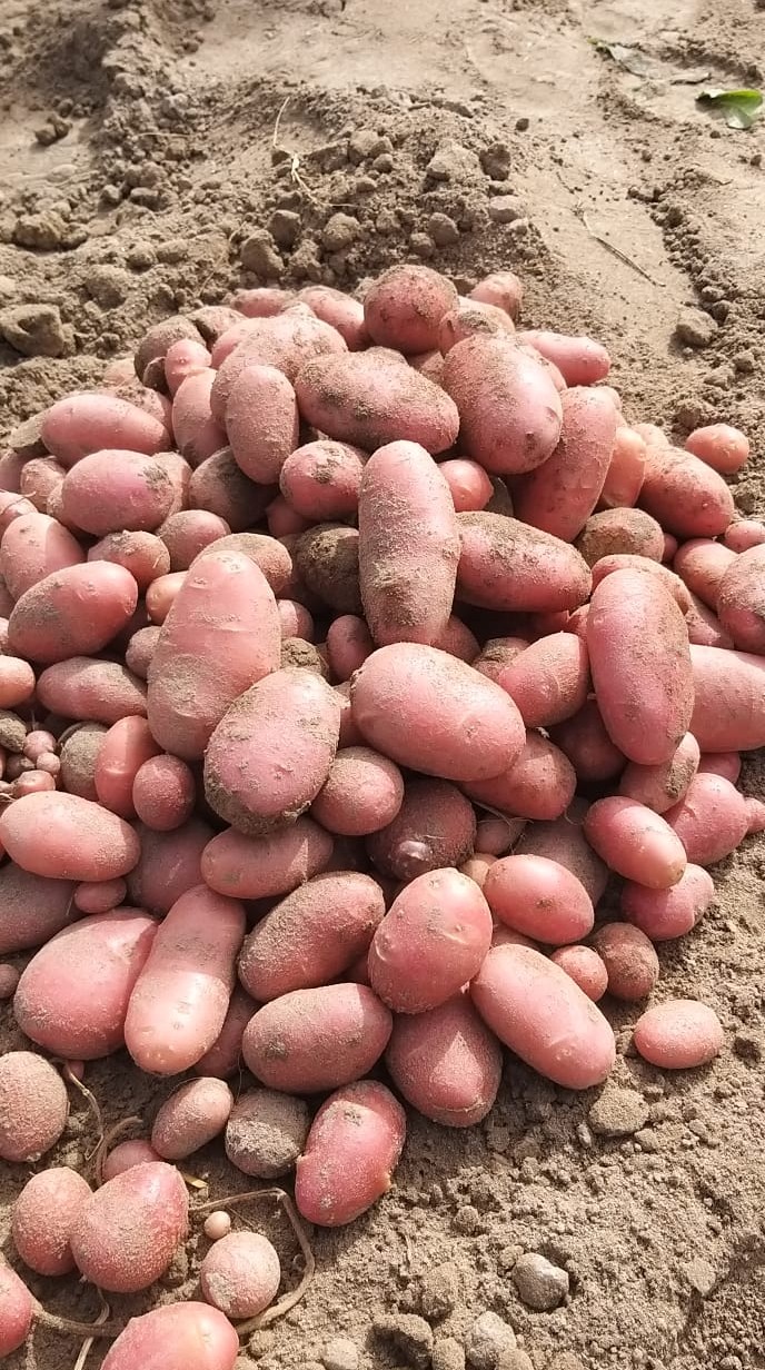 Variety Code 24019