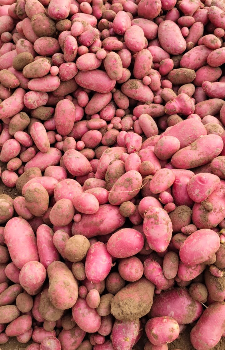 Variety Code 24020
